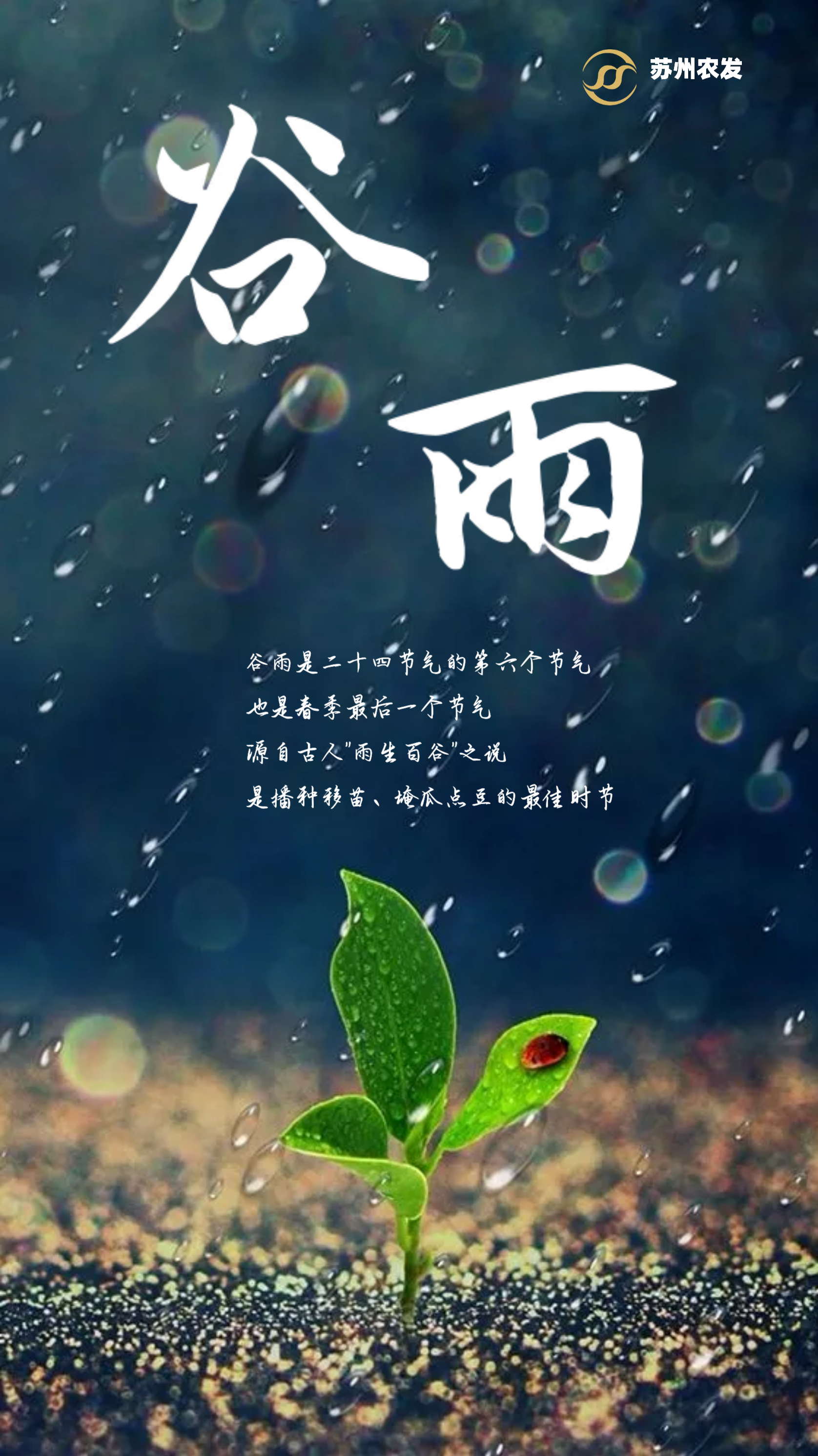 6古钻.png